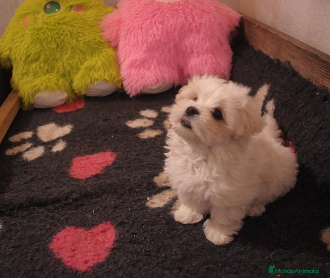 Bichón Maltés perros en venta: Preciosos cachorros maltés  - Anuncio 3