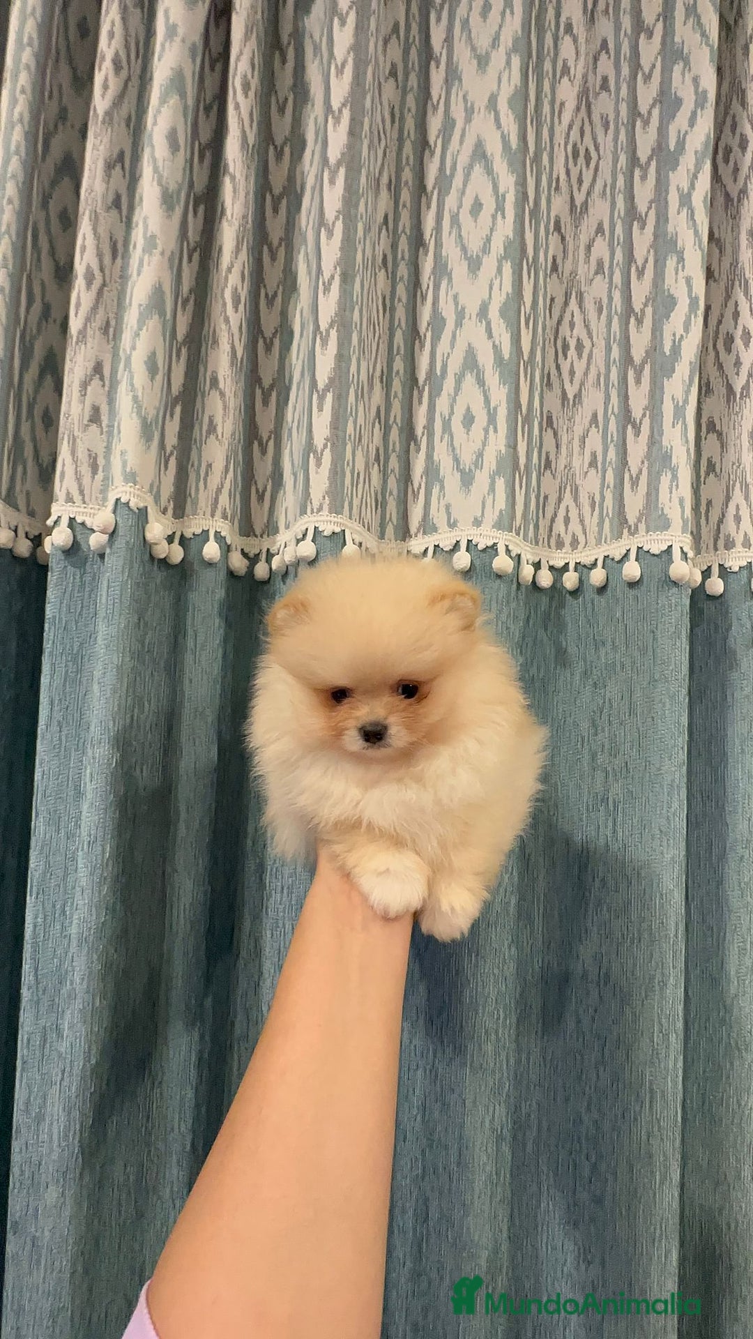 Pomerania perros en venta: Pomeranias súper mono y chatos - Anuncio 5