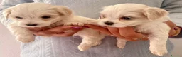 Maltipoo perros en venta: MALTIPOOS  - Anuncio 3