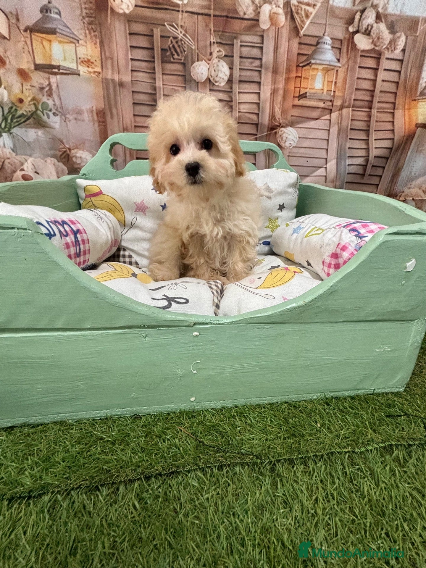 Maltipoo perros Maltipoo Toy muy chiquitín listo para entregar!! - Anuncio 1