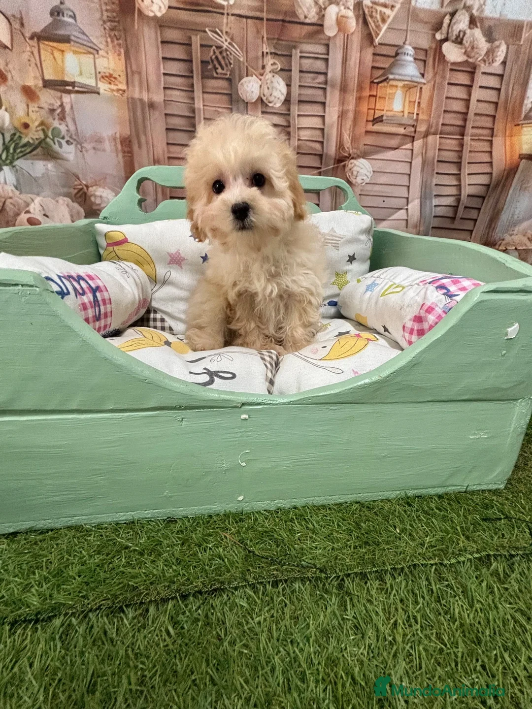 Maltipoo perros en venta: Maltipoo Toy muy chiquitín listo para entregar!! - Anuncio 1