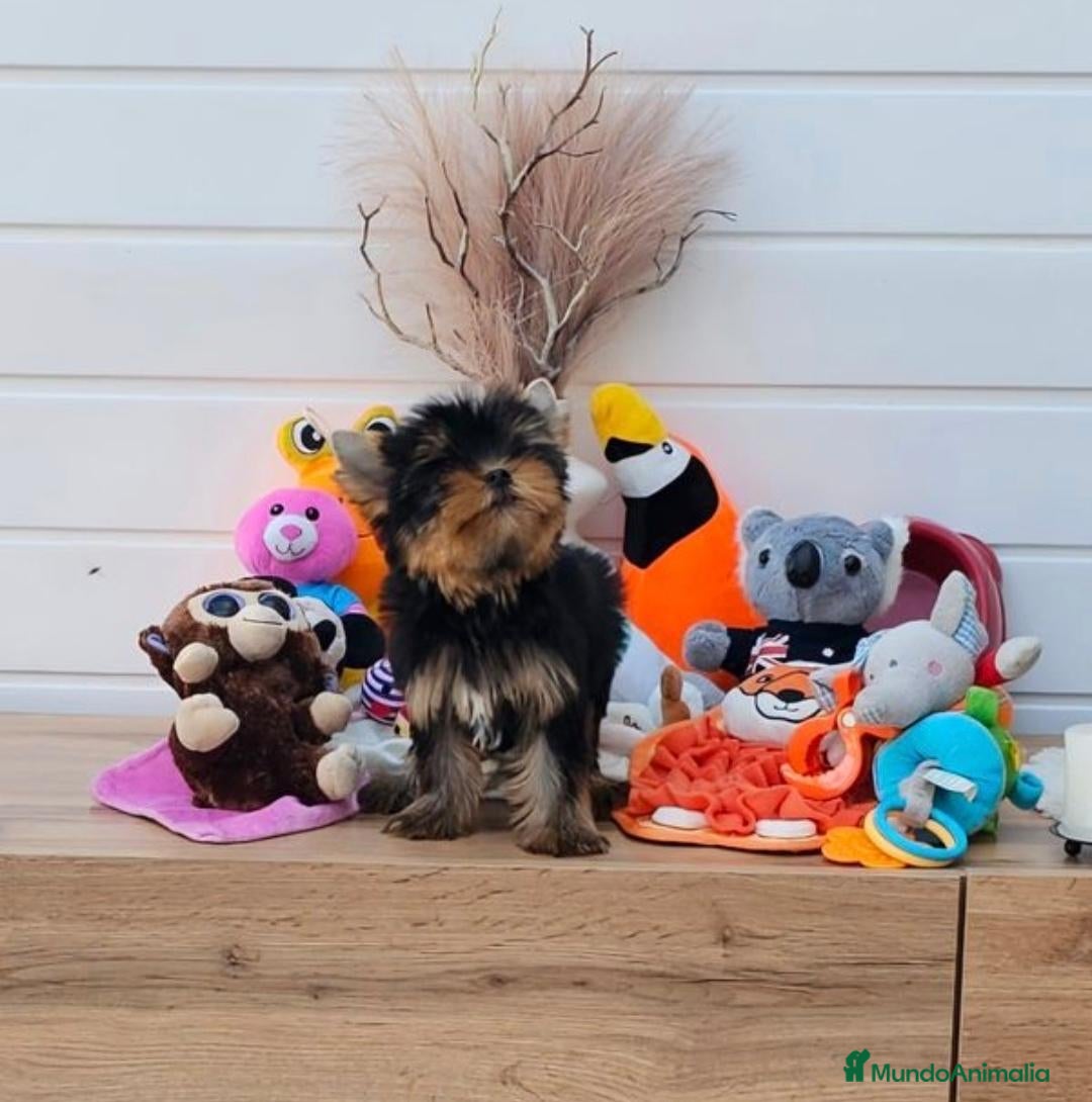 Yorkshire Terrier perros Yorkshire en Cataluña  - Anuncio 2