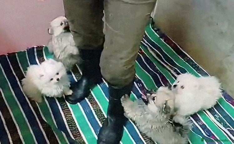 Pomerania perros - Anuncio 2