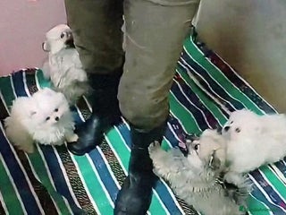 Pomerania perros - Anuncio 10