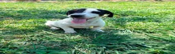 Jack Russell Terrier perros en venta: Jack Russell Terrier  - Anuncio 1