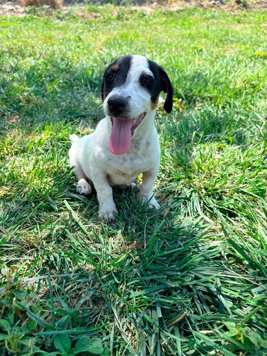 Jack Russell Terrier perros en venta: Jack Russell Terrier  - Anuncio 1