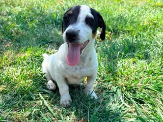 Jack Russell Terrier perros Jack Russell Terrier - Anuncio 1