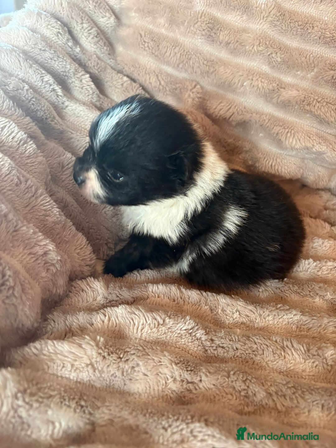 Pomerania perros en venta: Pele y Mele ya son papas , lulu pomerania toy  - Anuncio 14