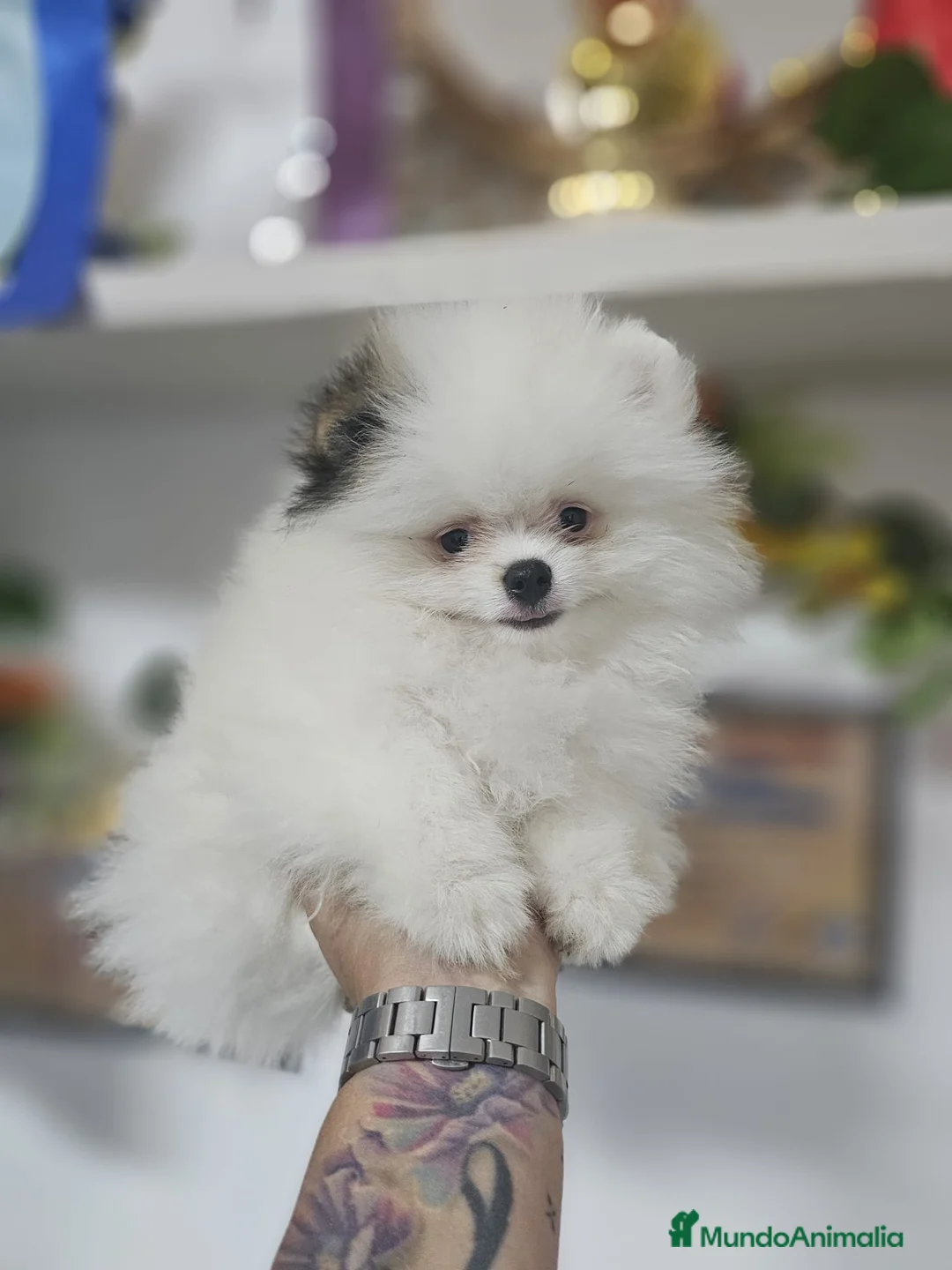 Pomerania perros en venta: CAMADA DE POMERANIA LINIA RUSA  en Barcelona - Anuncio 8