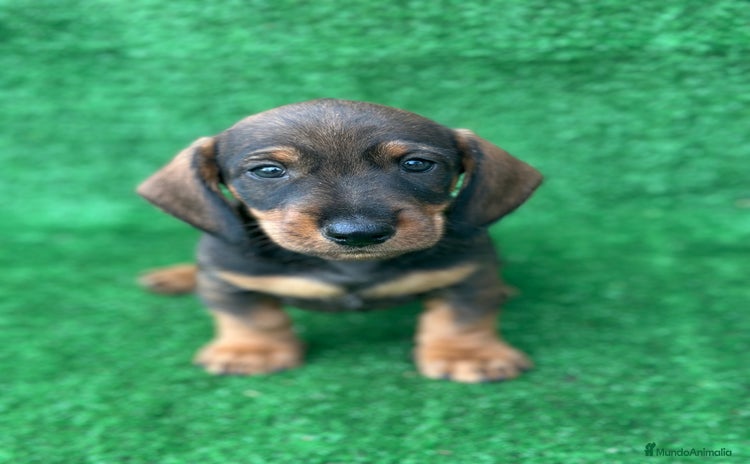 Teckel Miniatura perros - Anuncio 11