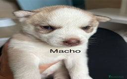 Husky Siberiano perros en venta: HUSKY - Imagen 7