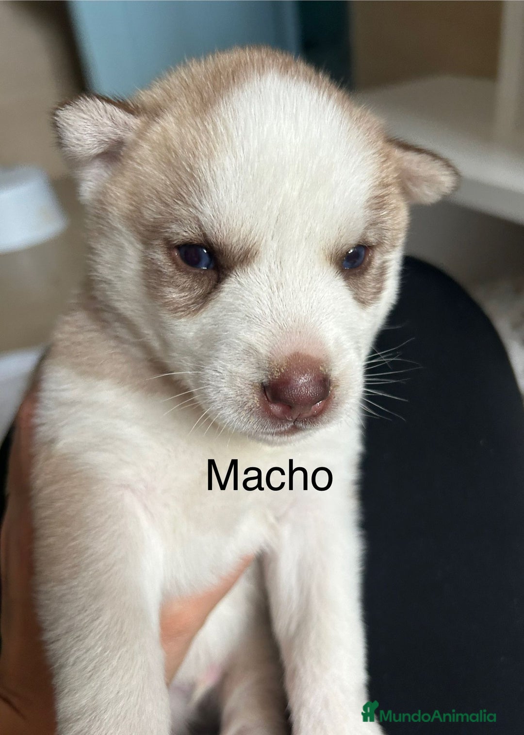 Husky Siberiano perros en venta: HUSKY - Imagen 7