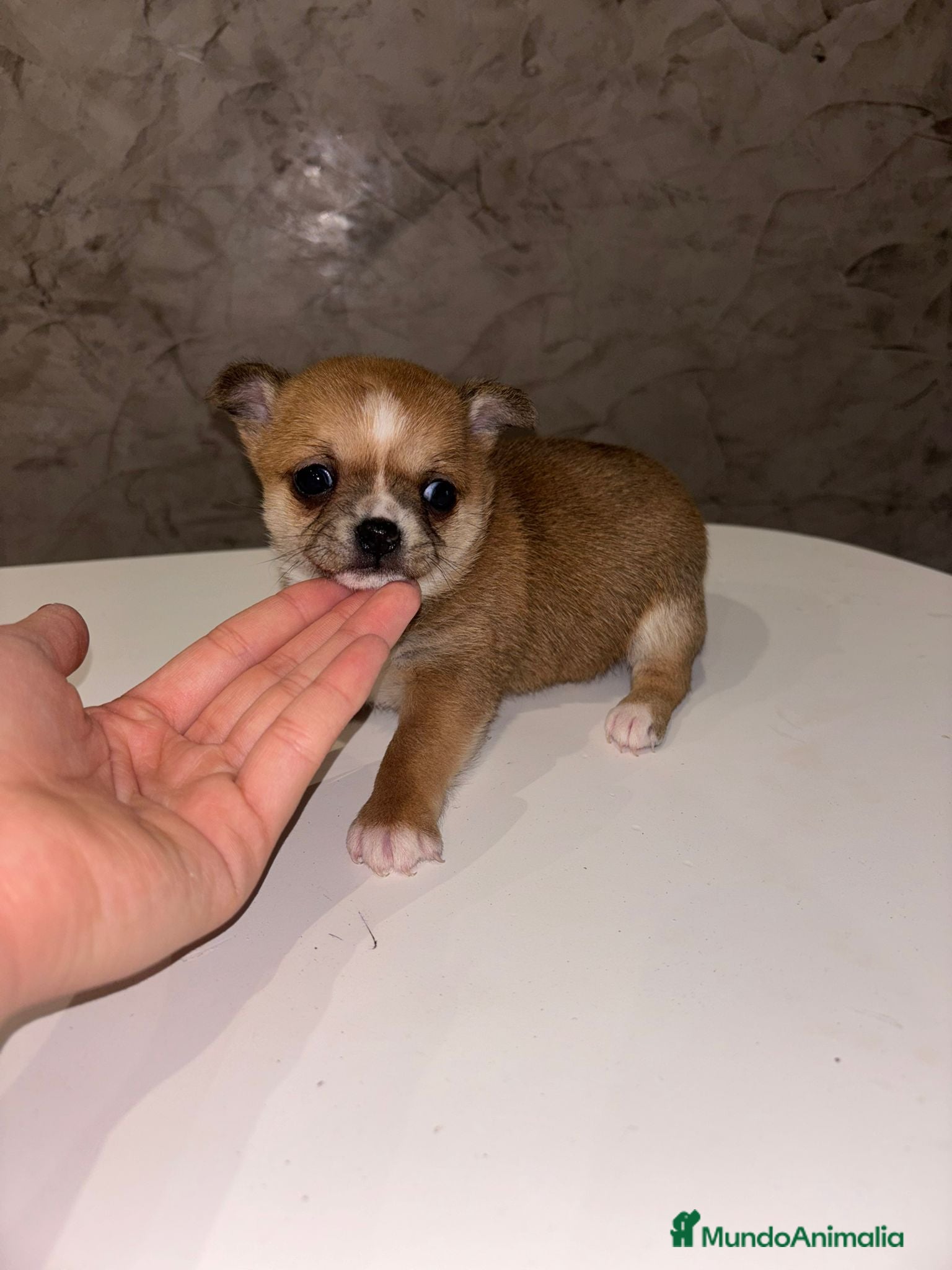 Chihuahua perros Chihuahua toy hembra - Anuncio 1