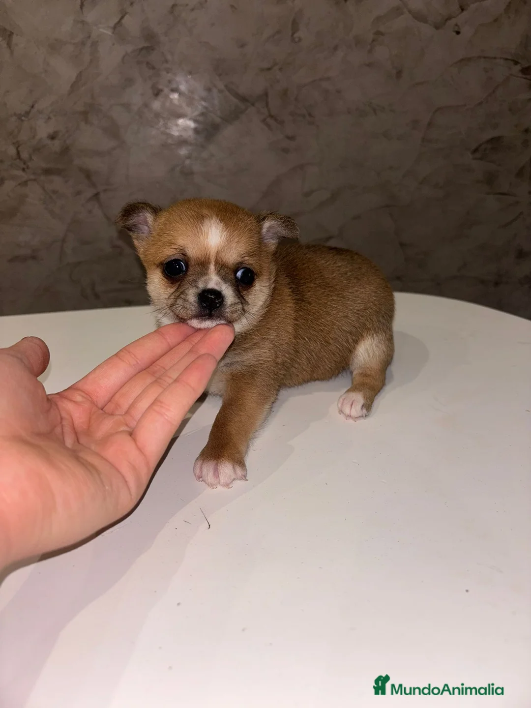 Chihuahua perros en venta: Chihuahua toy hembra - Anuncio 1