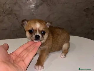 Chihuahua perros Chihuahua toy hembra - Anuncio 11