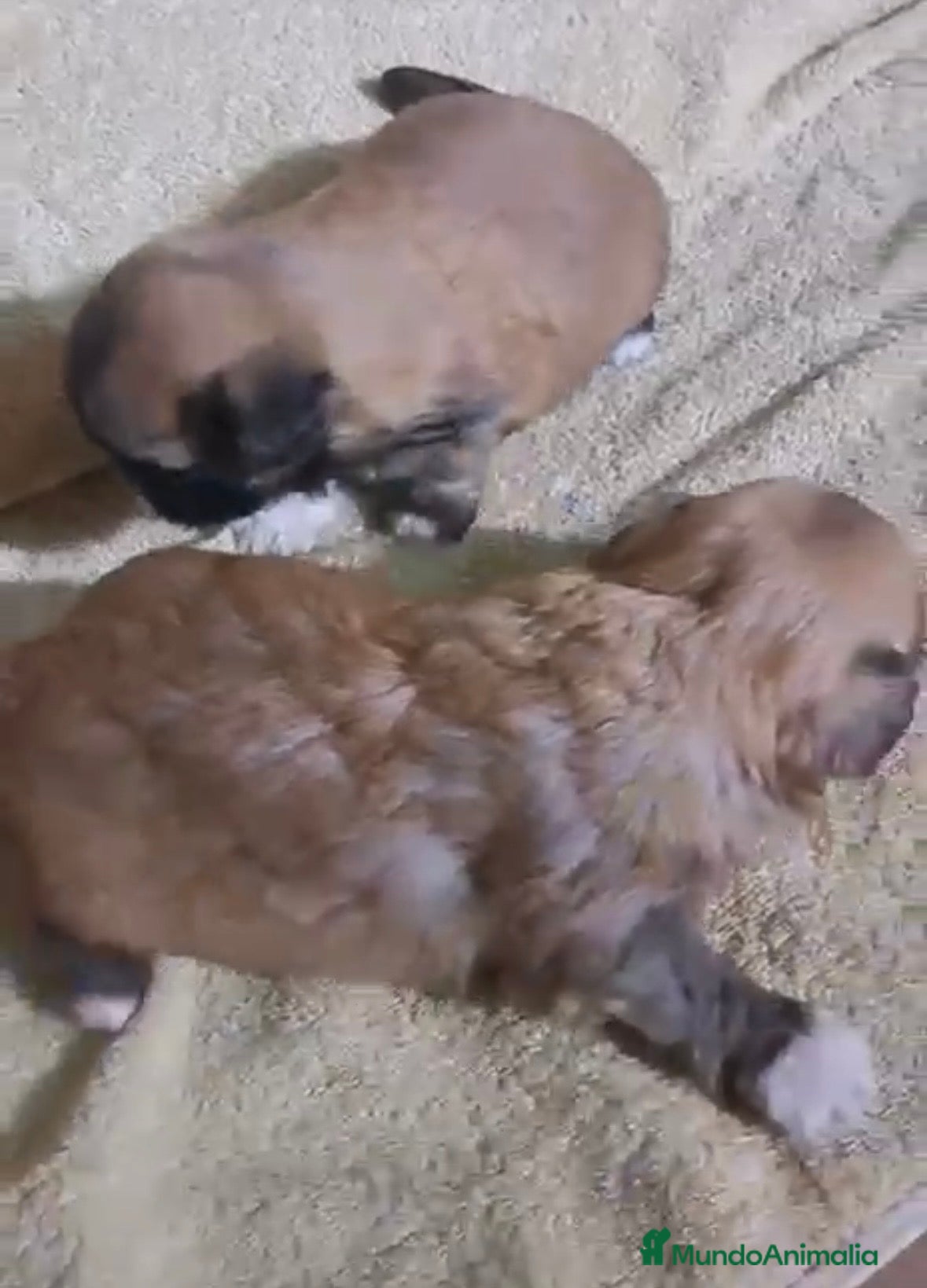 Shih Tzu perros Shih Tzu cachorros  - Anuncio 1