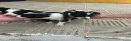 Border Collie perros en venta: Bordell collin Espectaculares Cálidad Maxima - Anuncio 9