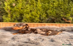 Teckel Miniatura perros en venta: camada de teckel - Imagen 3