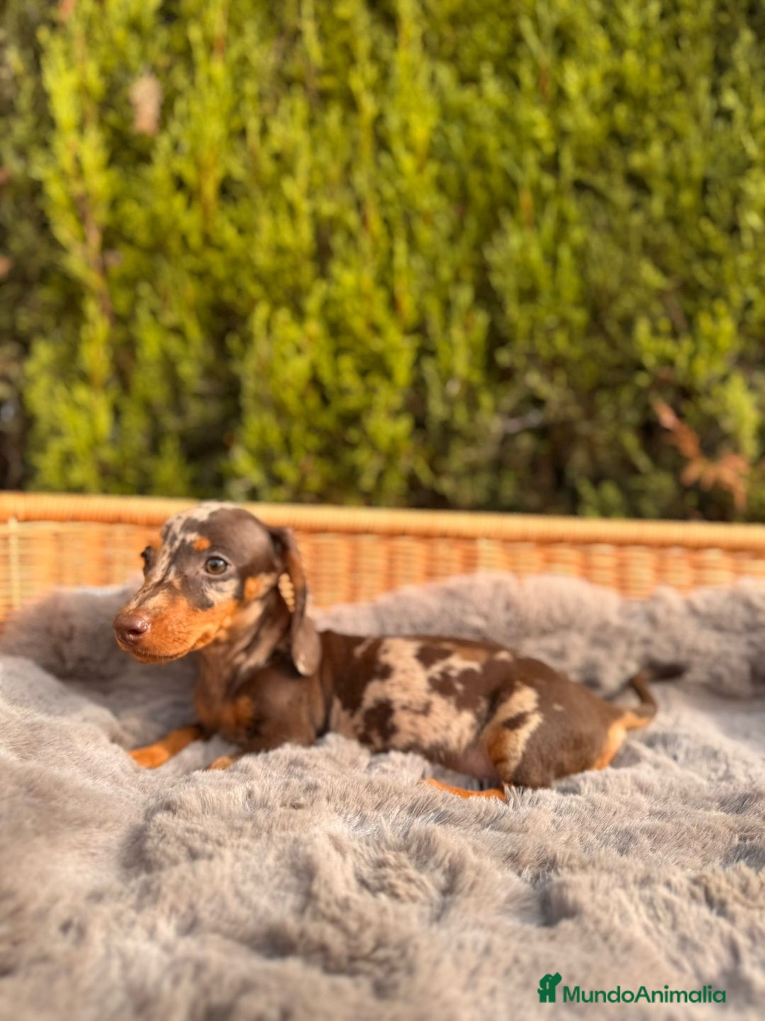 Teckel Miniatura perros en venta: camada de teckel - Imagen 3