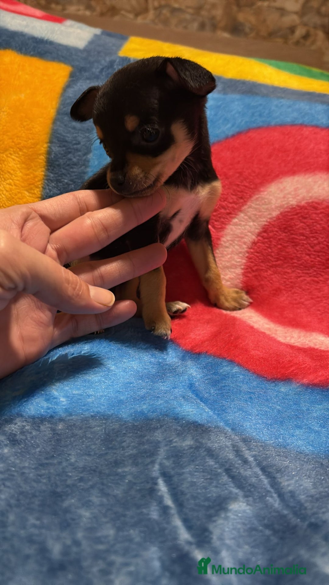 Pinscher Miniatura perros en venta: Pinscher miniatura tricolor - Anuncio 7
