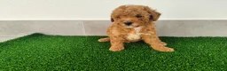 Caniche Toy perros en venta: Caniches toy - Anuncio 10