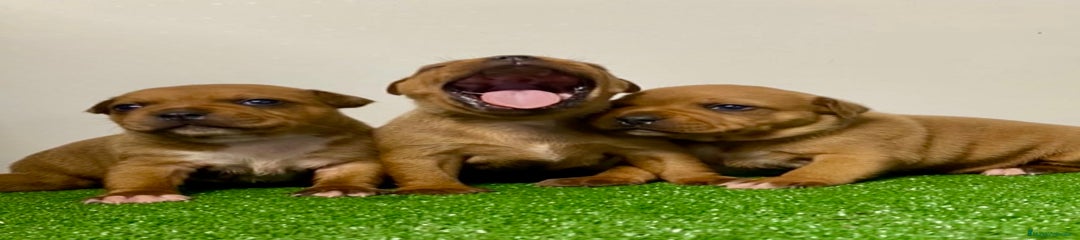Staffordshire Bull Terrier Cachorro 2