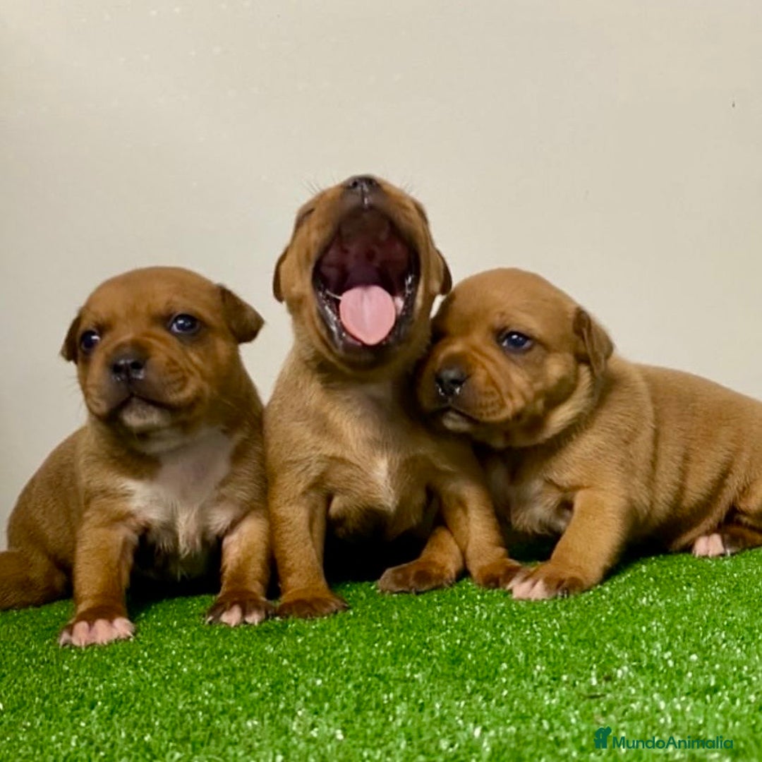 Staffordshire Bull Terrier perros en venta: Cachorros de Staffordshire Bull Terrier - Imagen 2