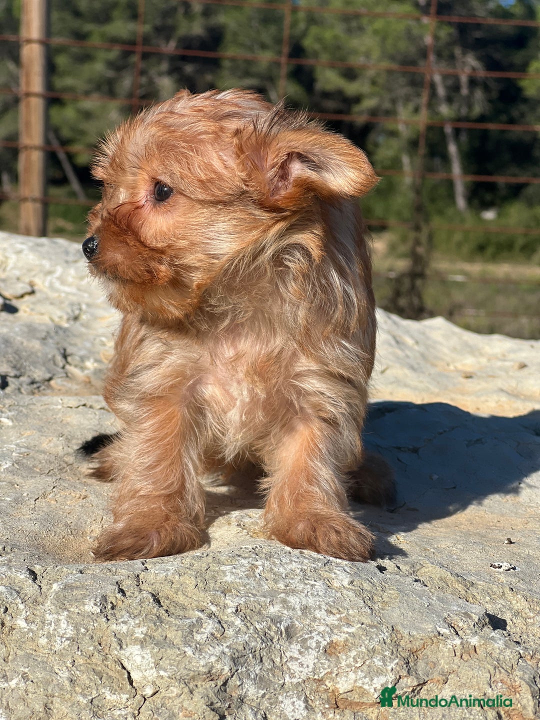 Yorkshire Terrier perros en venta: Yorki rubia minitoy  - Imagen 3