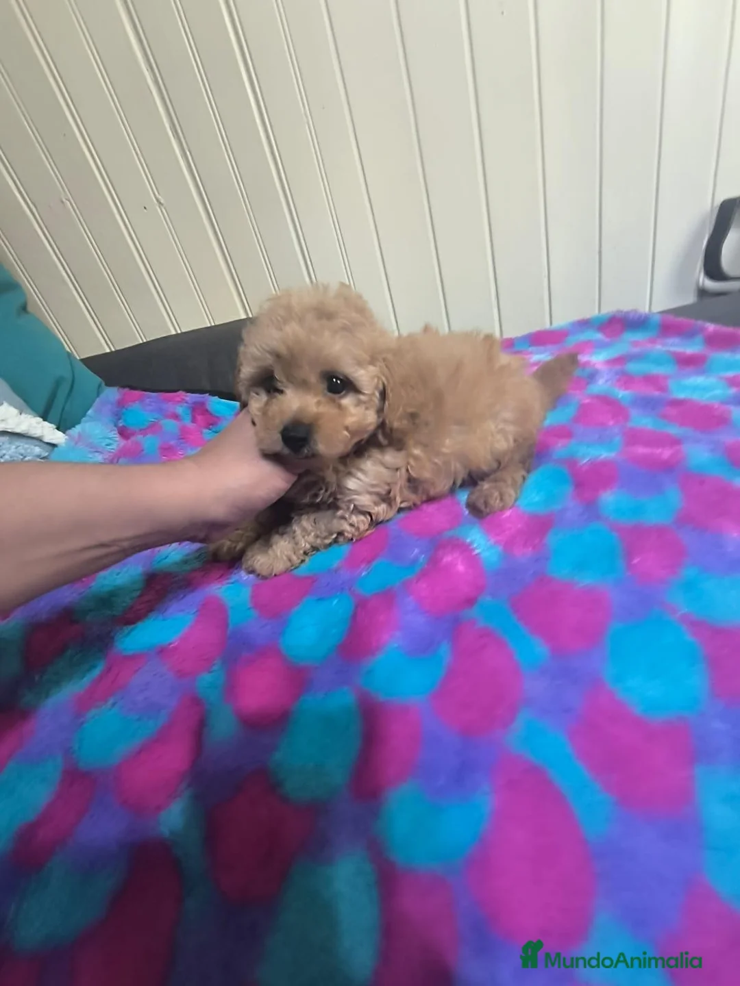 Caniche Toy perros en venta: Caniches en Curtis La Coruña  - Anuncio 6