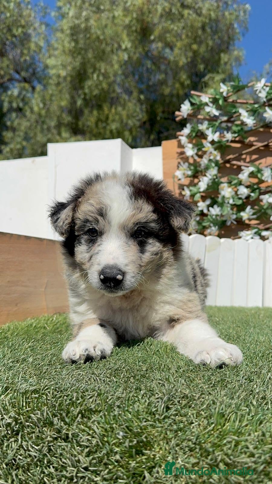 Border Collie perros BORDER COLLIE 🎀 - Anuncio 1