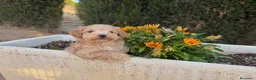 Maltipoo perros en venta: Maltipoo macho disponible !!! - Anuncio 2