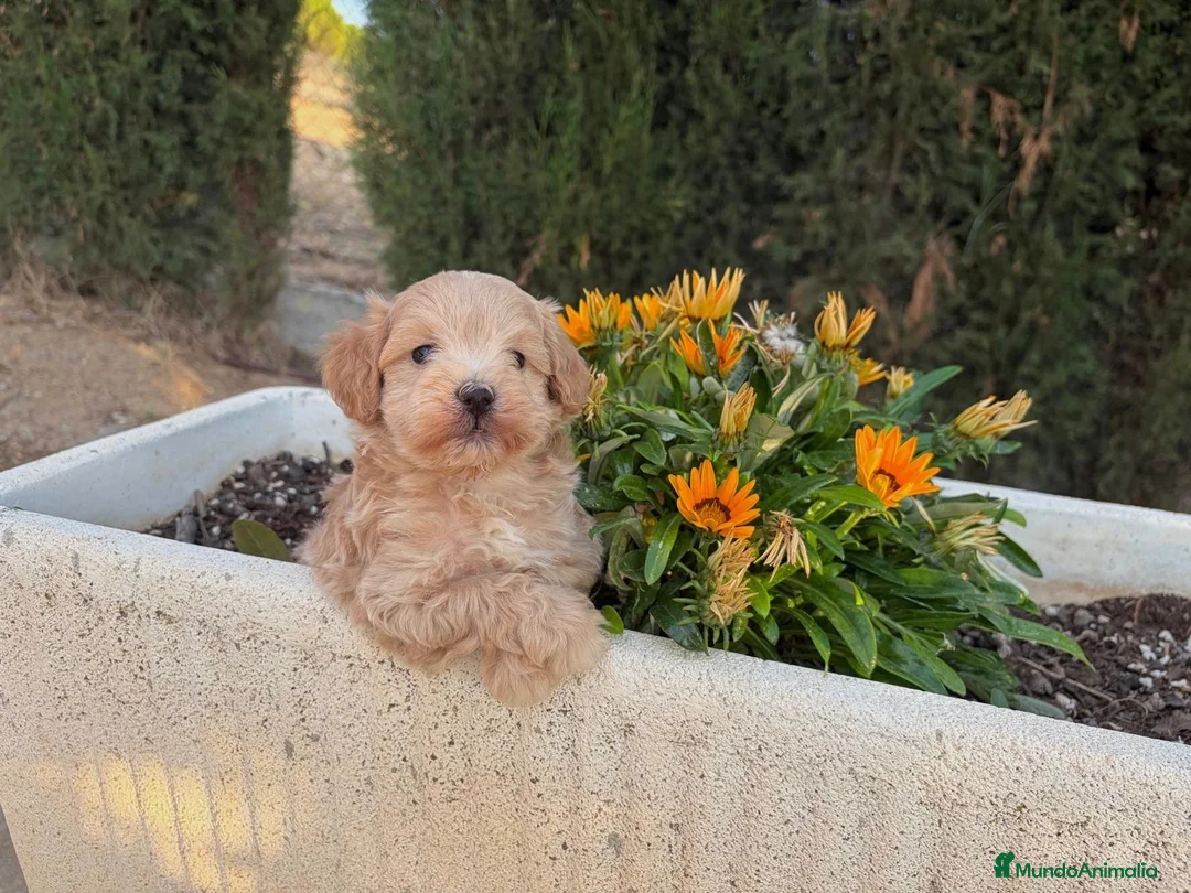 Maltipoo perros en venta: Maltipoo macho disponible !!! - Anuncio 2