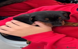 Teckel Miniatura perros en venta: Teckel mini - Anuncio 1