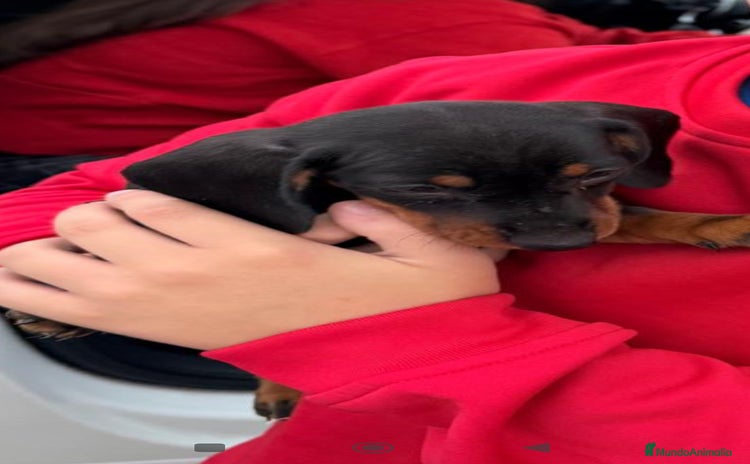 Teckel Miniatura perros Teckel mini - Anuncio 2