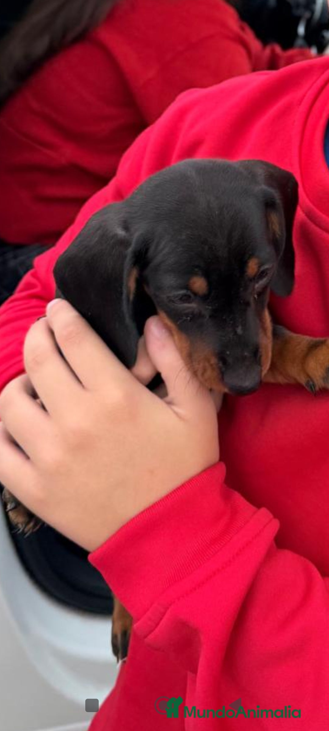 Teckel Miniatura perros en venta: Teckel mini - Anuncio 1