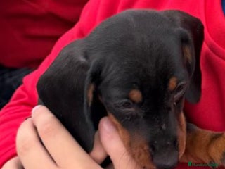 Teckel Miniatura perros Teckel mini - Anuncio 2