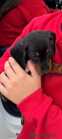 Teckel Miniatura perros Teckel mini - Anuncio 13