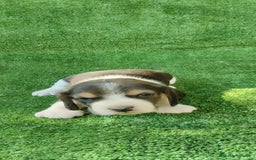 Beagle perros en venta: Beagle - Imagen 4