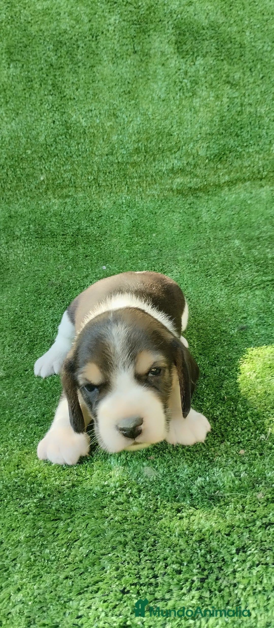 Beagle perros en venta: Beagle - Imagen 4