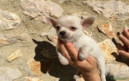 Chihuahua perros en venta: CACHORRO CHIHUAHUA - Imagen 1