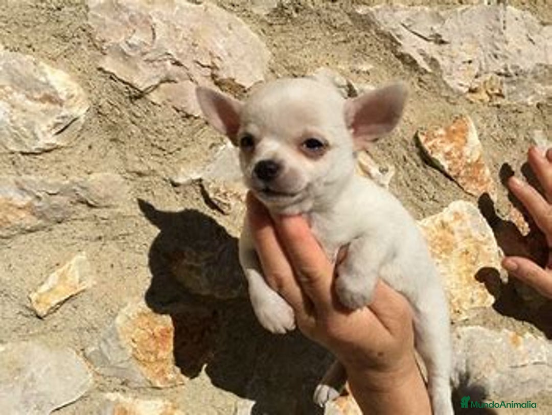 Chihuahua perros en venta: CACHORRO CHIHUAHUA - Imagen 1