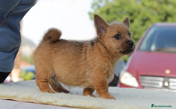 Norwich Terrier perros - Propaganda 14