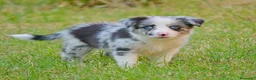 Border Collie perros en venta: camada de border collie  - Anuncio 24