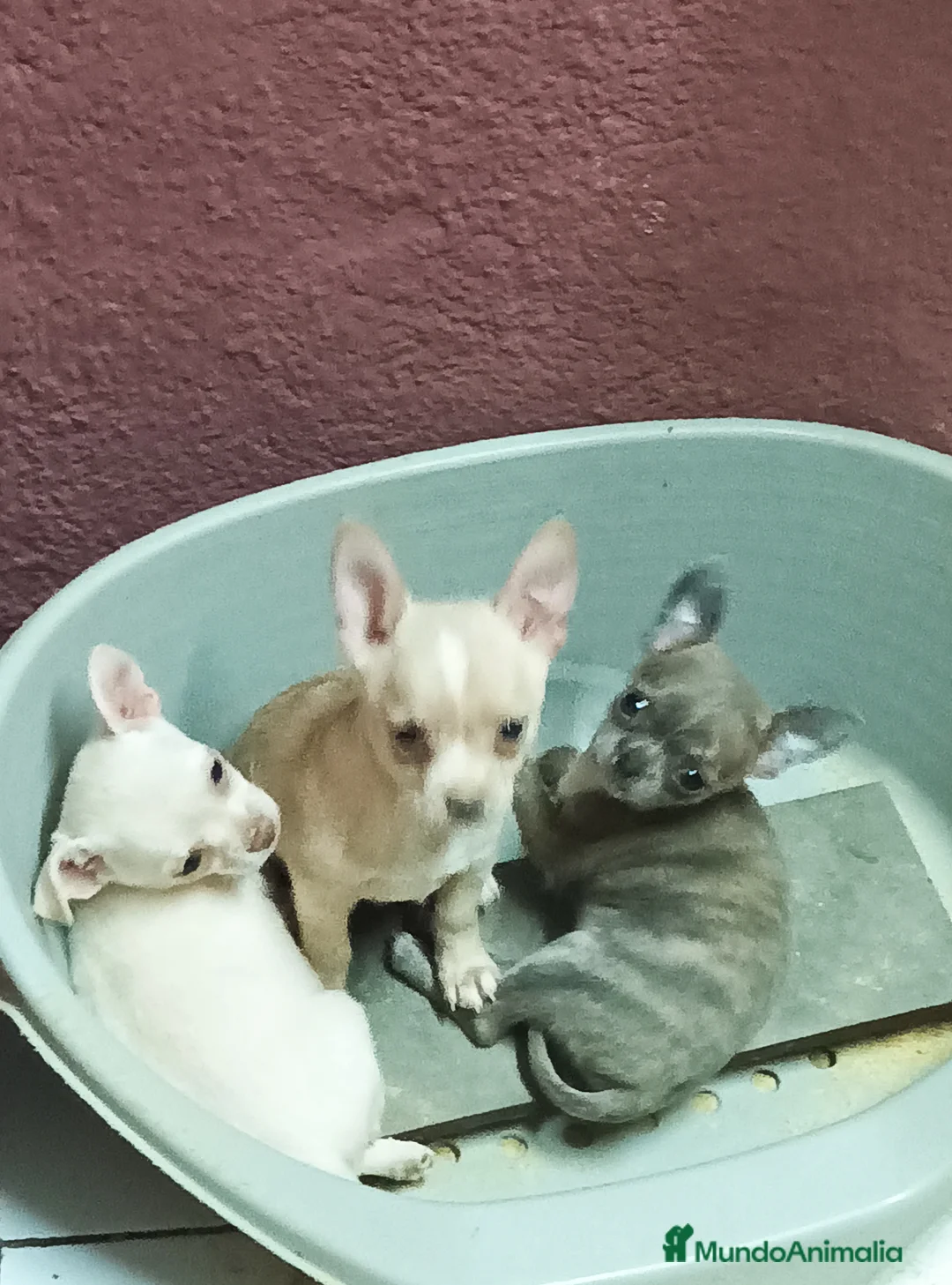 Chihuahua perros en venta: CHIHUAHUA toy  - Anuncio 9