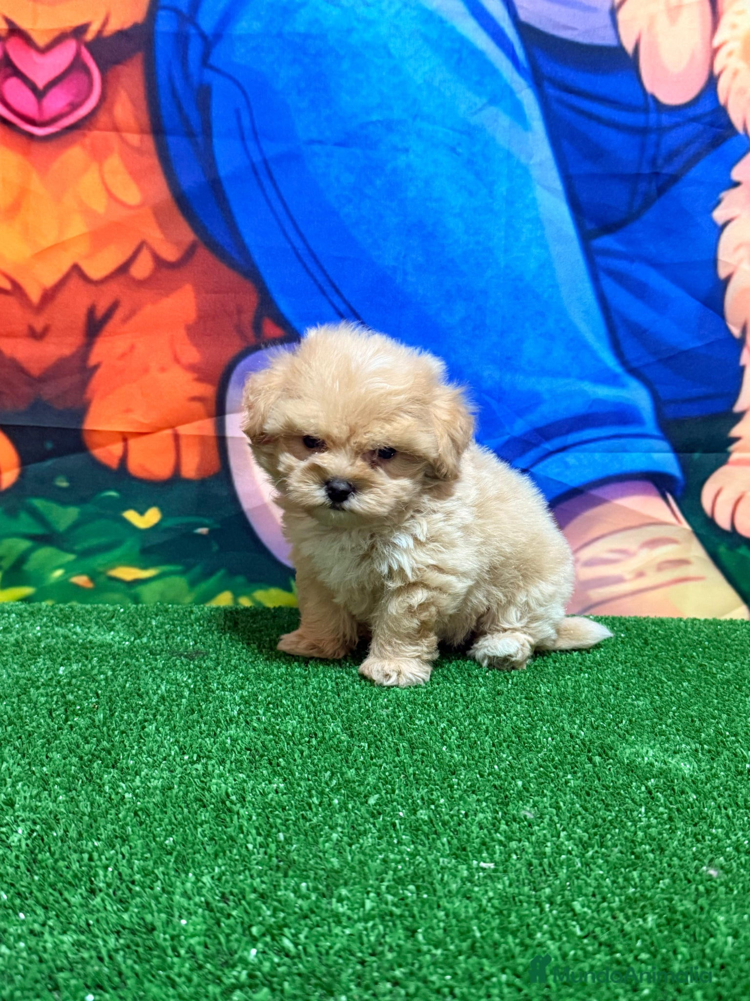 Maltipoo perros Maltipoo macho super Toy y chatitos espectacular  - Anuncio 1