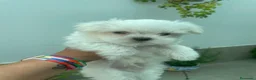 Bichón Maltés perros en venta: Bichon maltés  - Anuncio 6