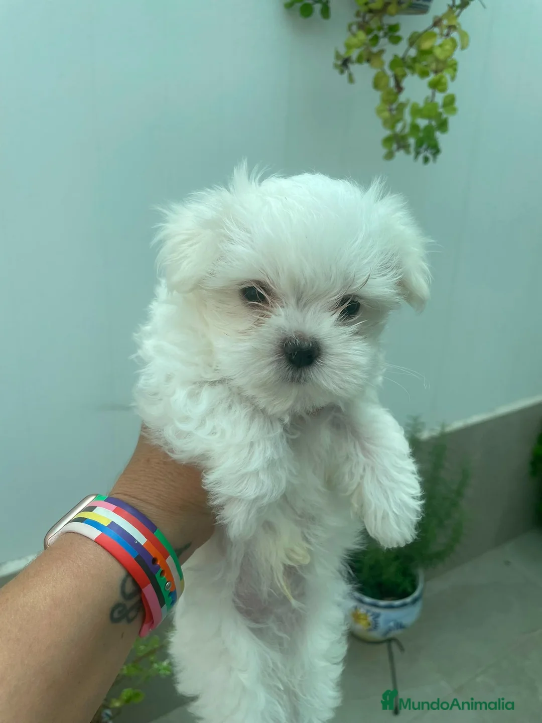 Bichón Maltés perros en venta: Bichon maltés  - Anuncio 6