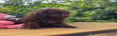 Perro de Agua Español 4