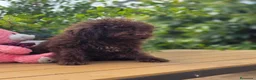 Perro de Agua Español perros en venta: Cachorros perro de agua chocolate  - Anuncio 5