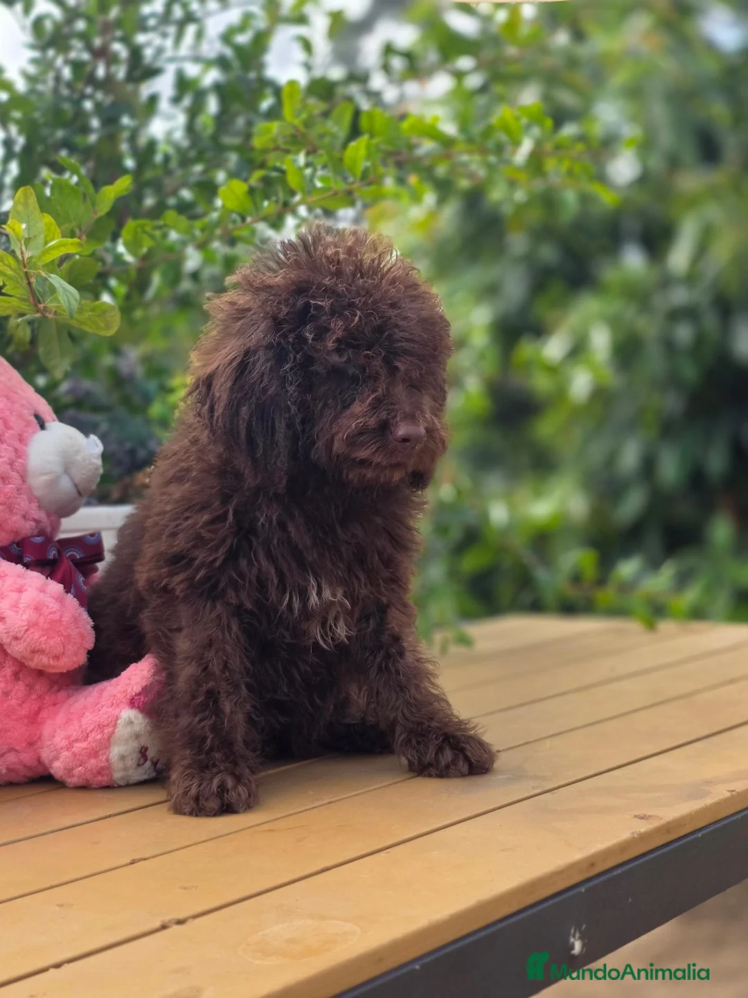 Perro de Agua Español perros en venta: Cachorros perro de agua chocolate  - Anuncio 5